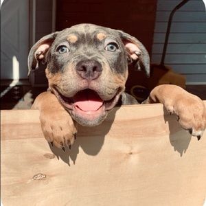 Meet your Posher, Shem